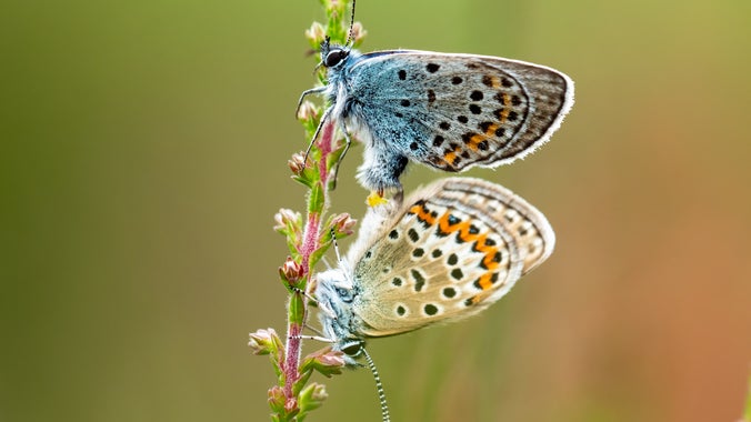 Two Silver-studded Blue (Plebejus argus) butterflies perched on a plant.